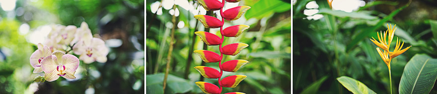 botanic gardens in singapore