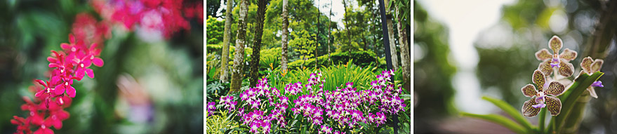 singapore botanic gardens