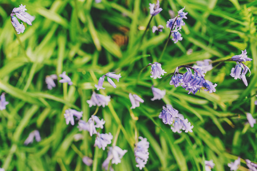 blue bells loch lomond